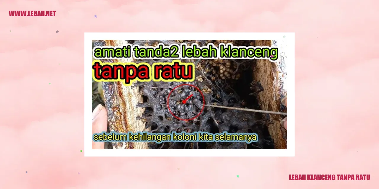 Lebah Klanceng Tanpa Ratu