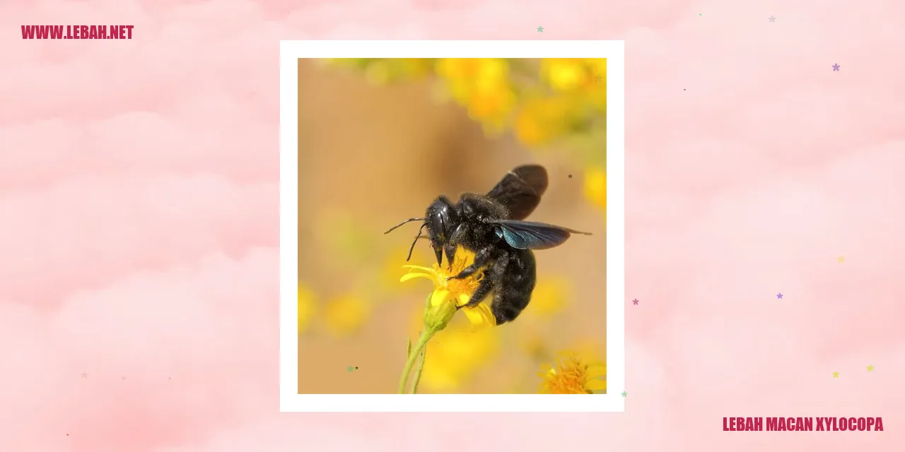 lebah macan xylocopa