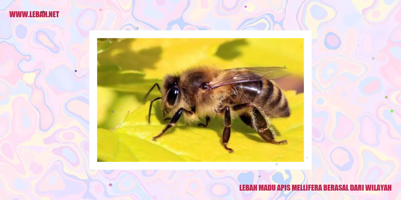 lebah madu apis mellifera