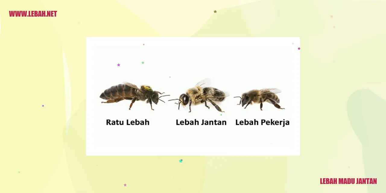 lebah madu jantan