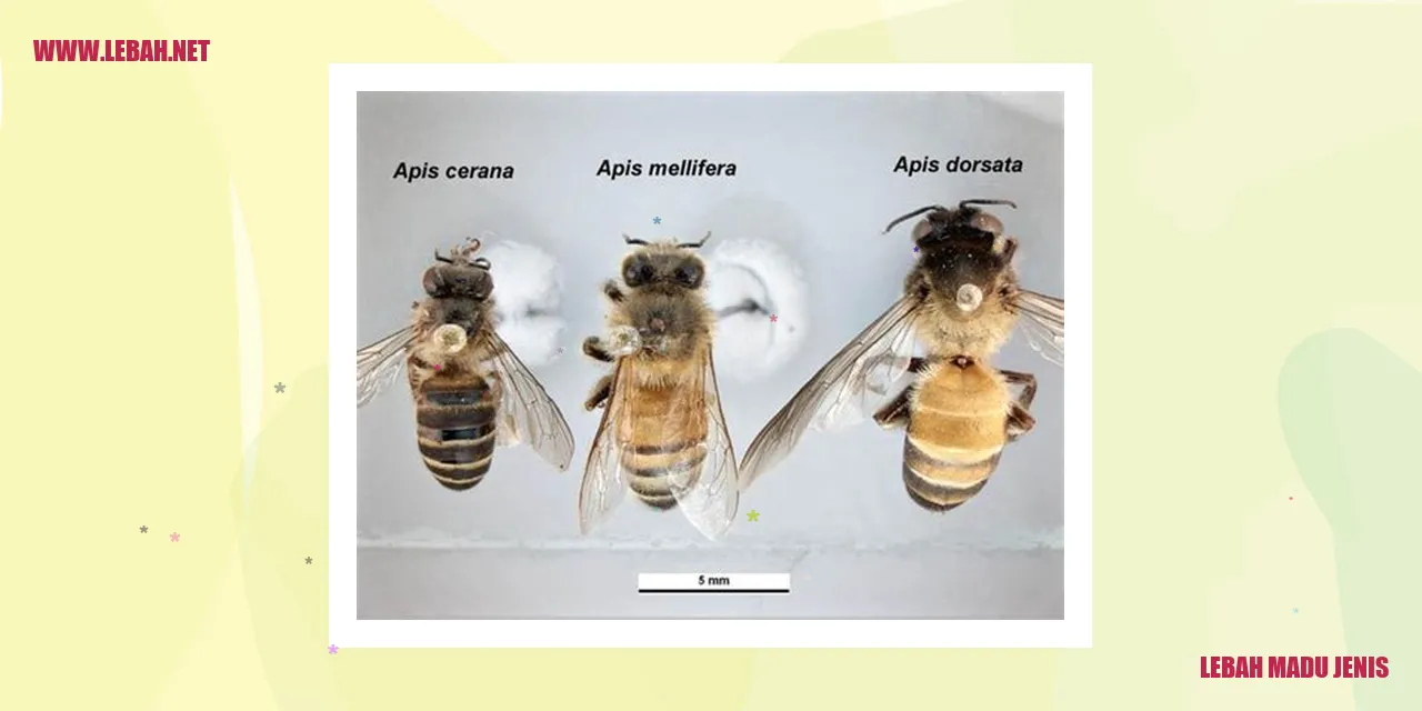 Lebah Madu Jenis Apis mellifera