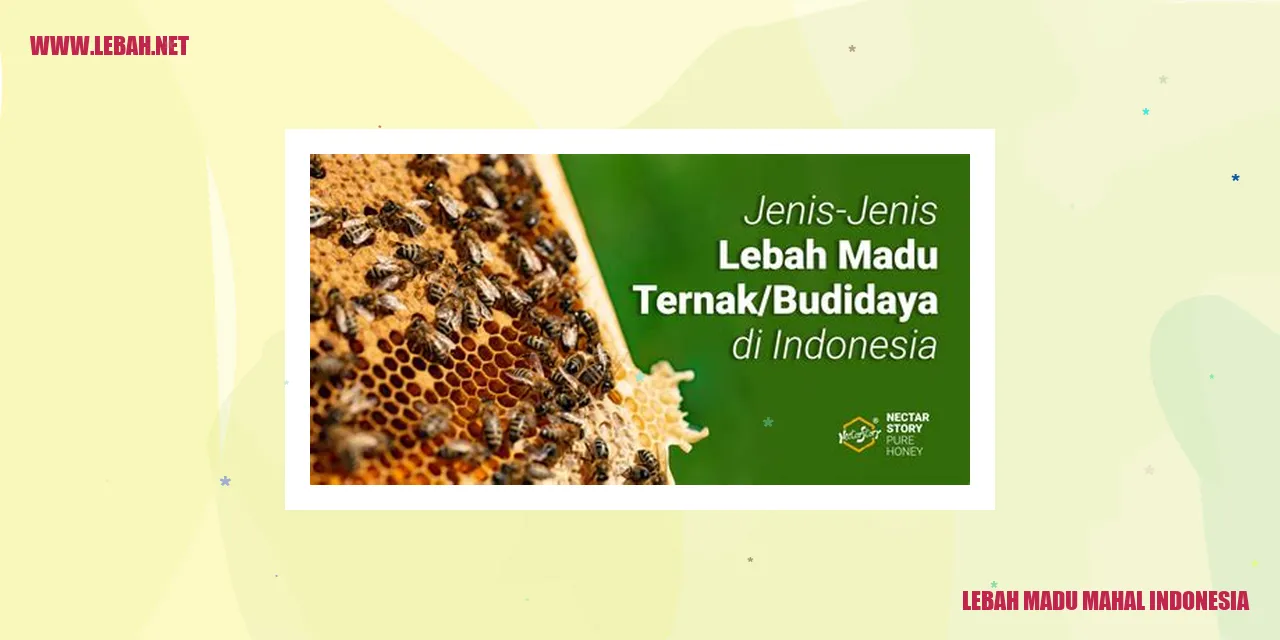 Lebah Madu Mahal Indonesia