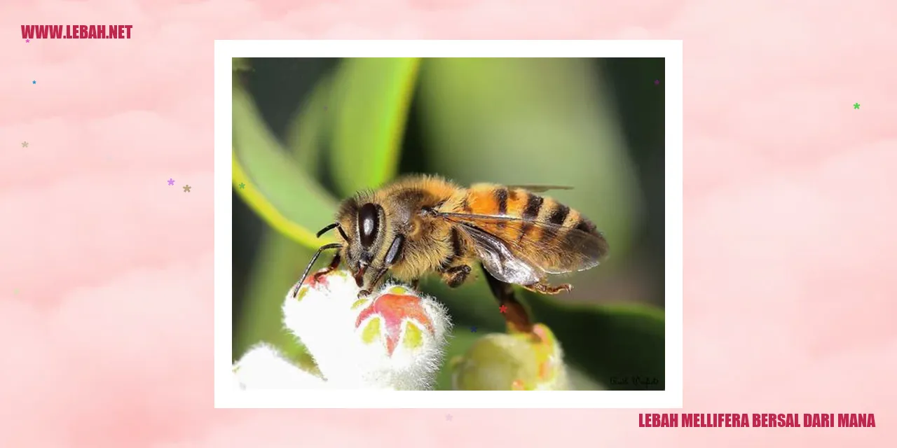 lebah mellifera bersal dari mana