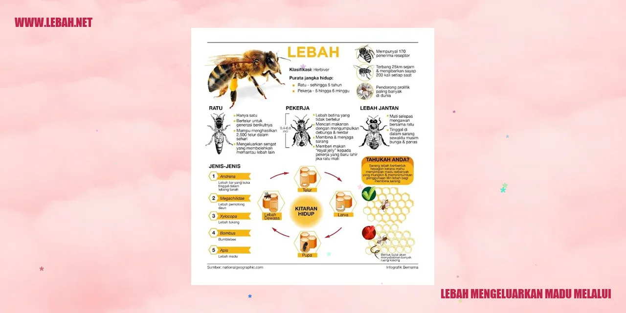 Lebah Mengeluarkan Madu Melalui