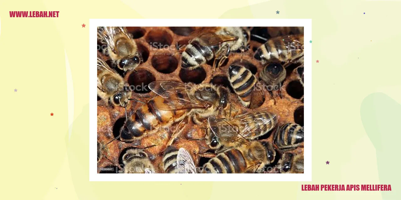 lebah pekerja apis mellifera