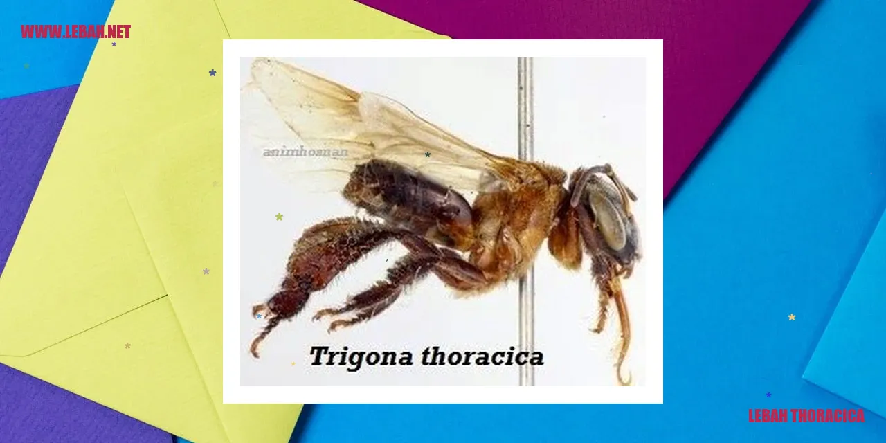 gambar lebah thoracica