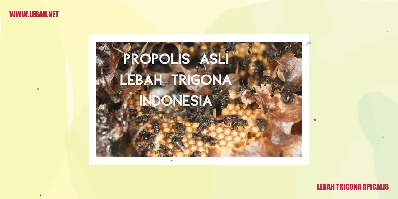 Gambar Lebah Trigona Apicalis