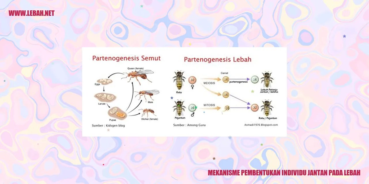 mekanisme pembentukan individu jantan pada lebah
