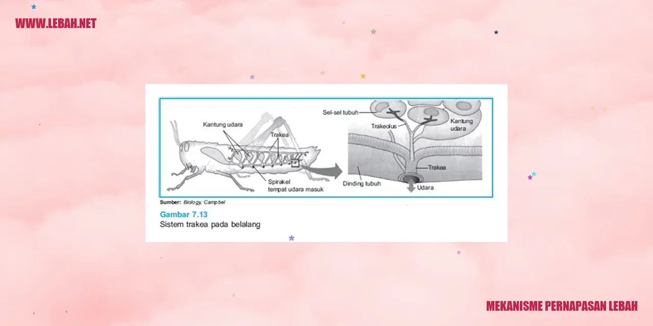 mekanisme pernapasan lebah