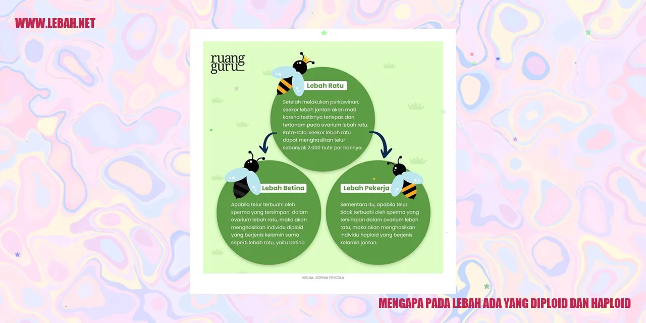 Gambar Lebah Diploid