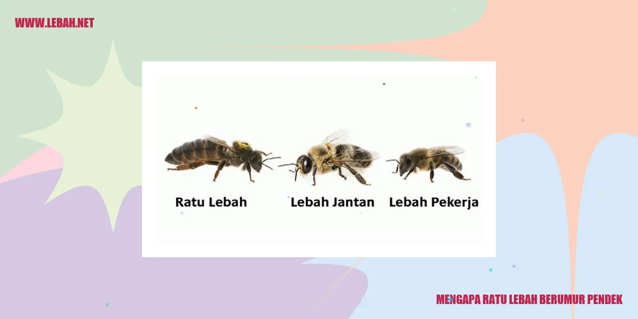 gambar ratu lebah