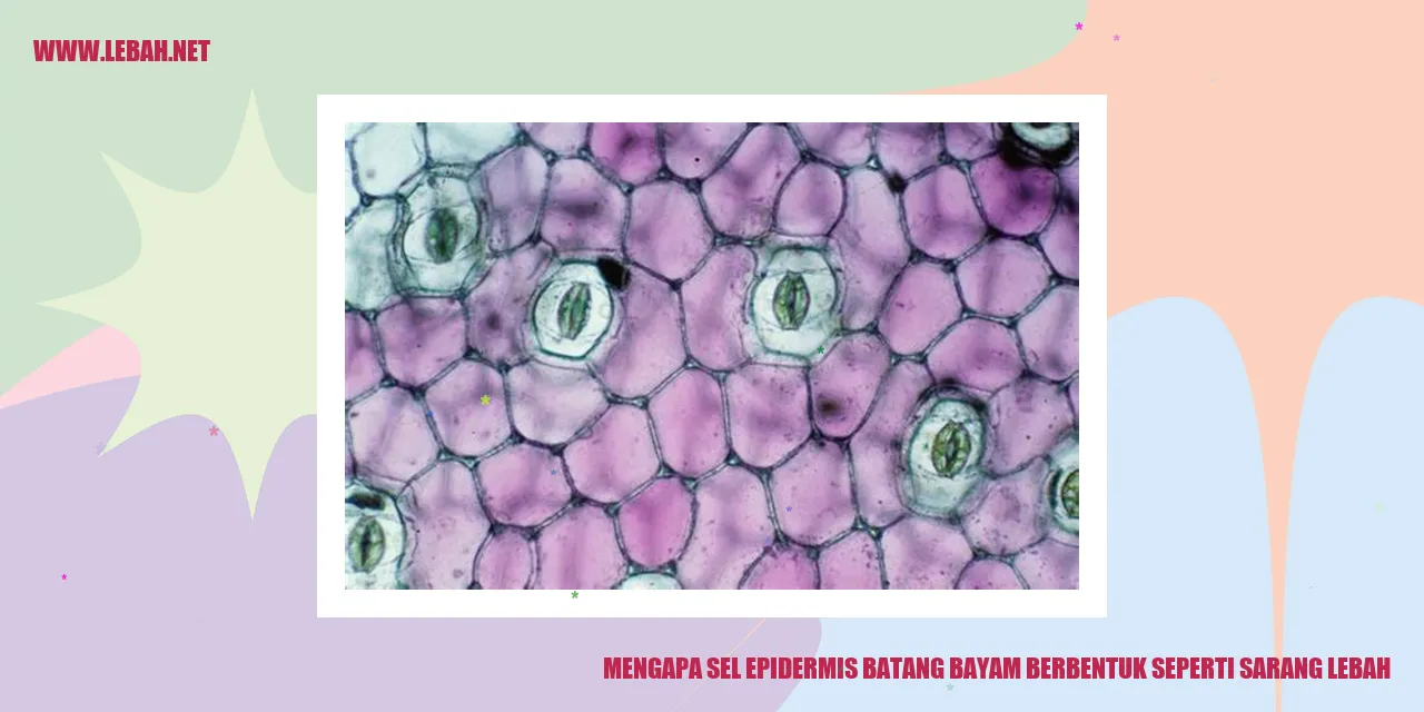 Gambar 1: Sel epidermis batang bayam berbentuk seperti sarang lebah