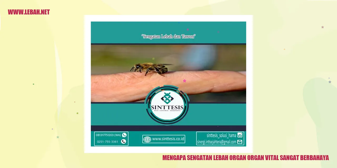 Sengatan lebah pada organ vital