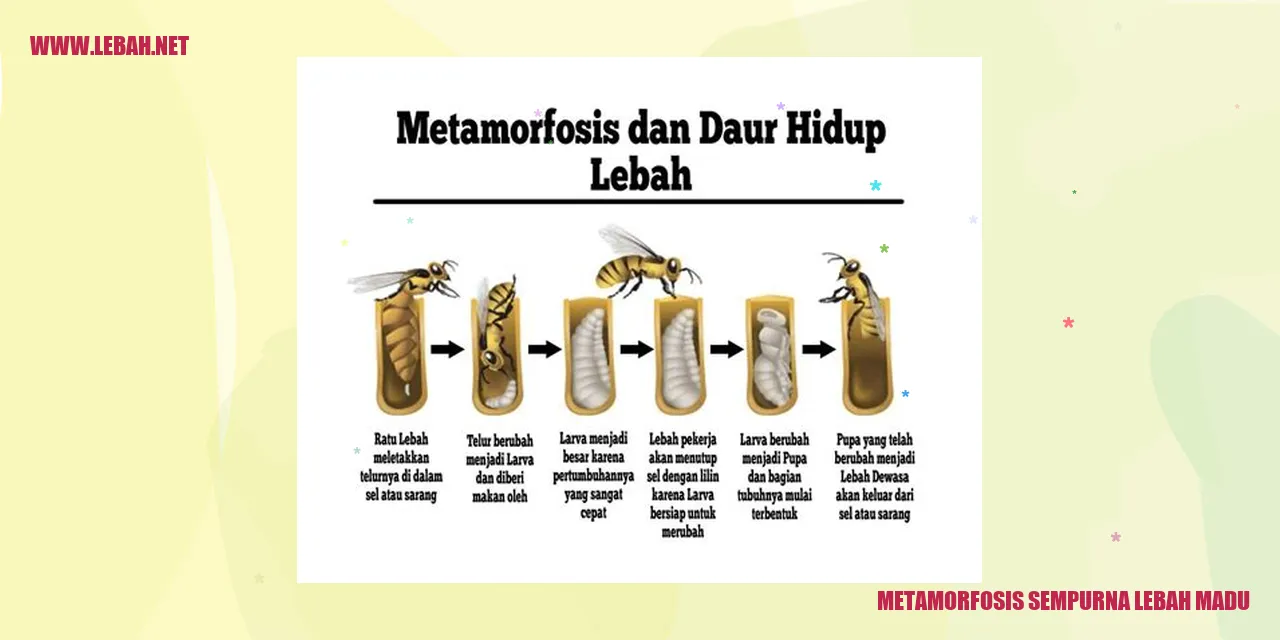 Metamorfosis Sempurna Lebah Madu