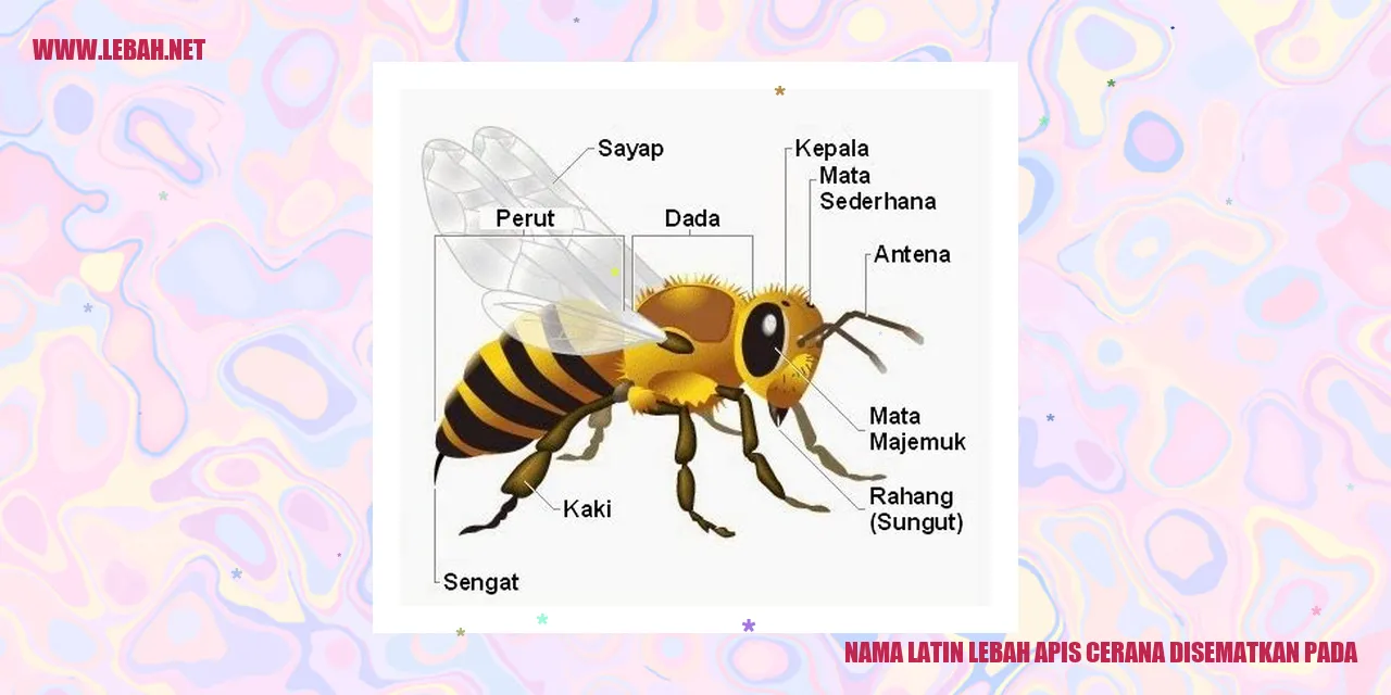 Lebah Apis Cerana