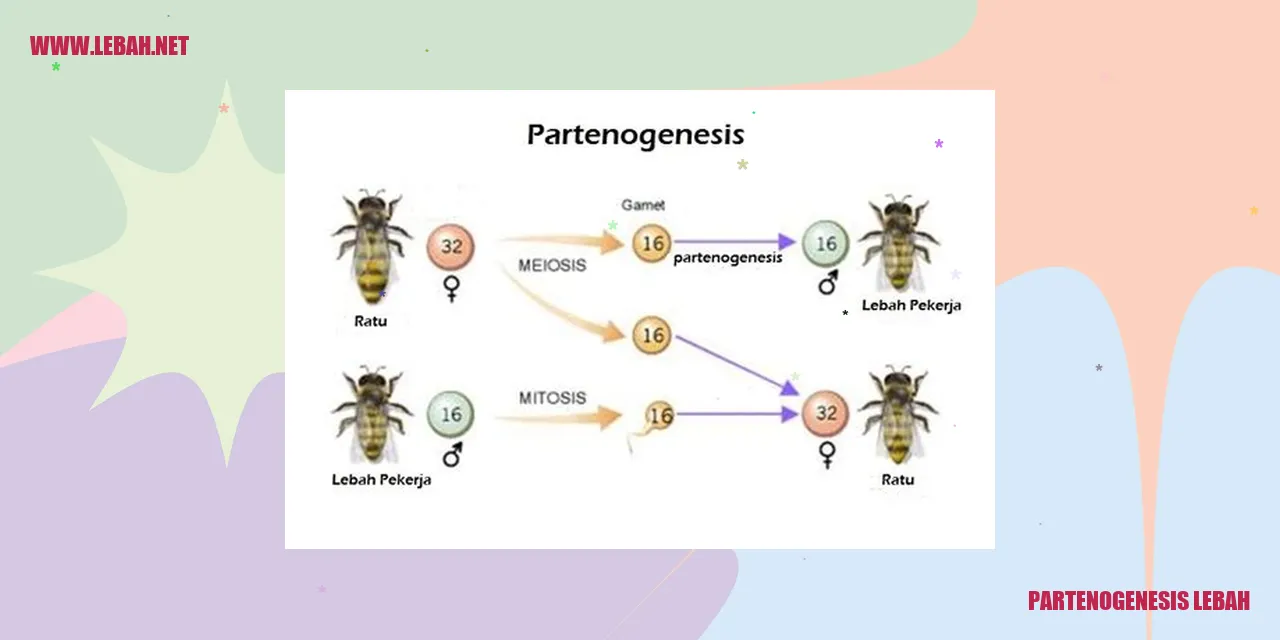 partenogenesis lebah