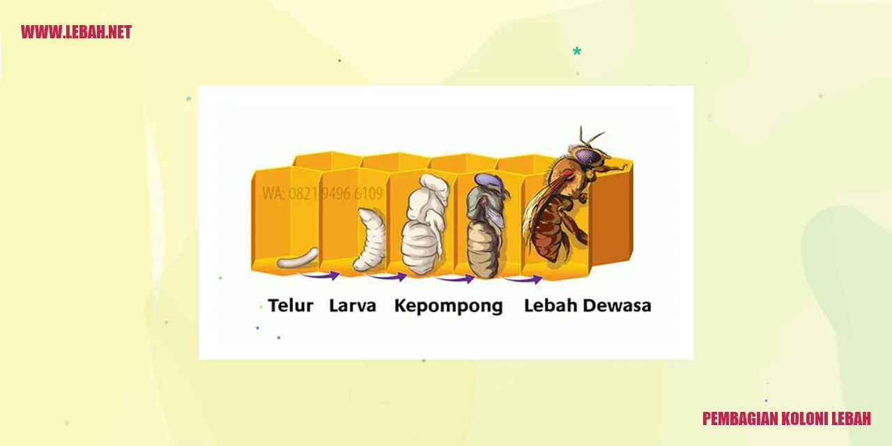 Pembagian Koloni Lebah