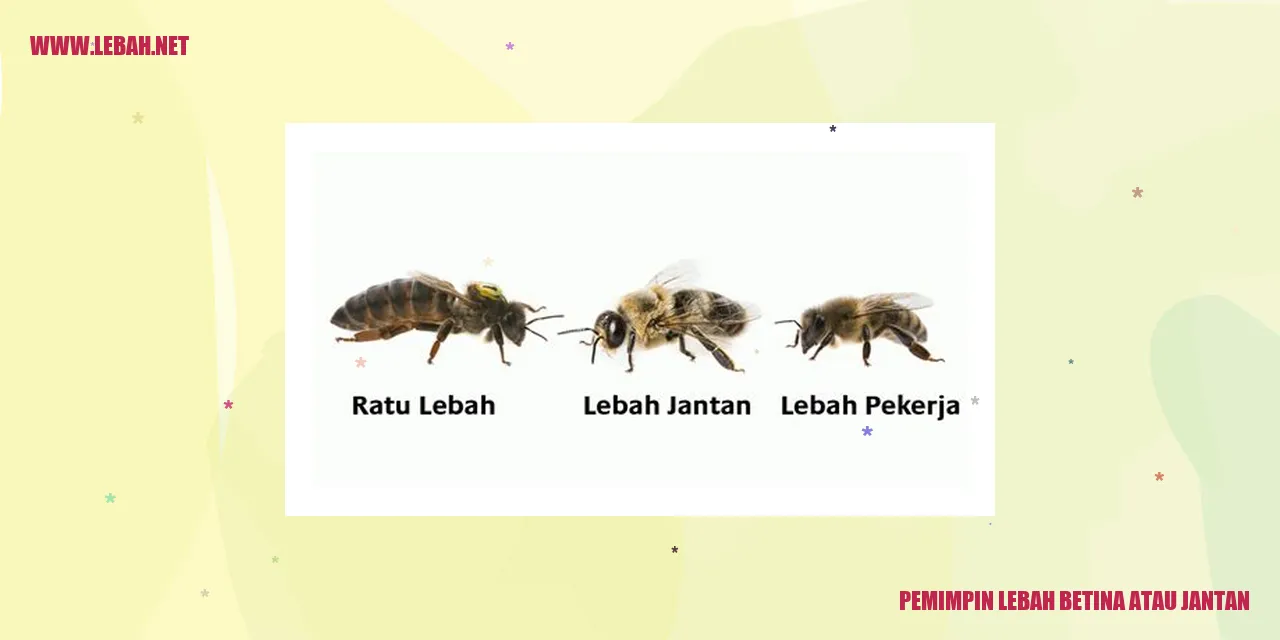 pemimpin lebah betina atau jantan