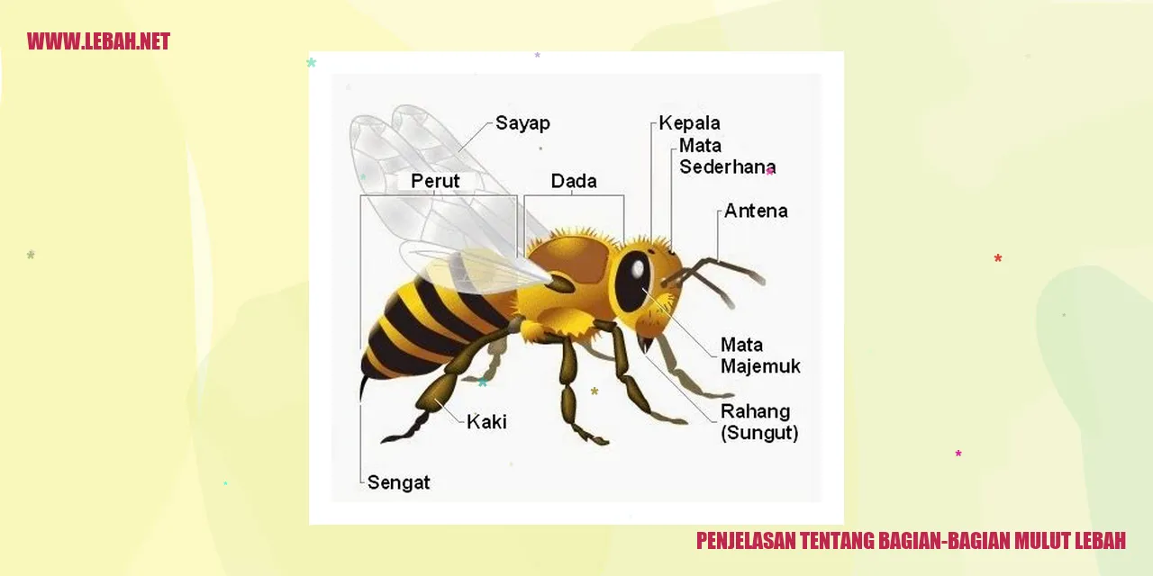 Penjelasan tentang bagian-bagian mulut lebah