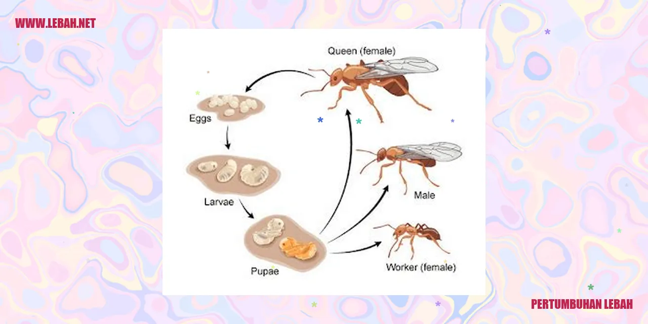 pertumbuhan lebah