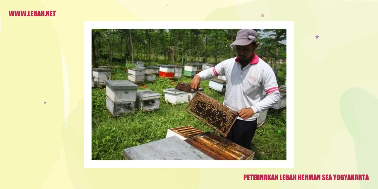 Peternakan Lebah Herman Sea Yogyakarta