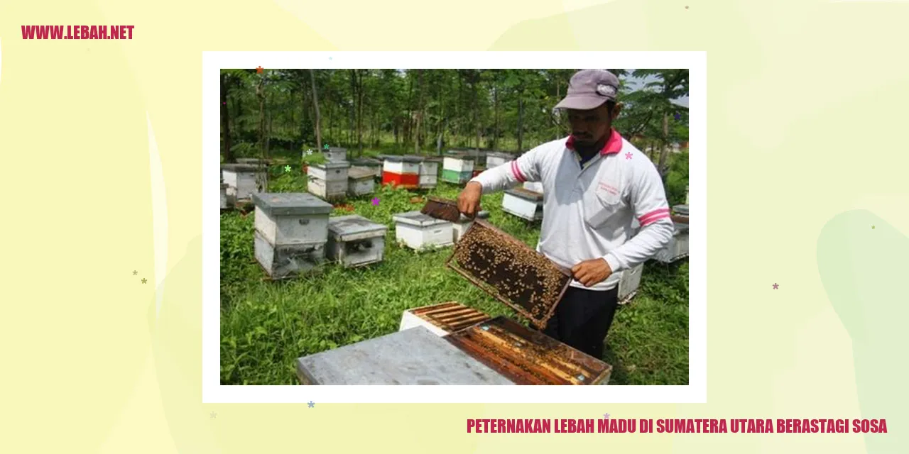 Peternakan Lebah Madu di Sumatera Utara Berastagi Sosa