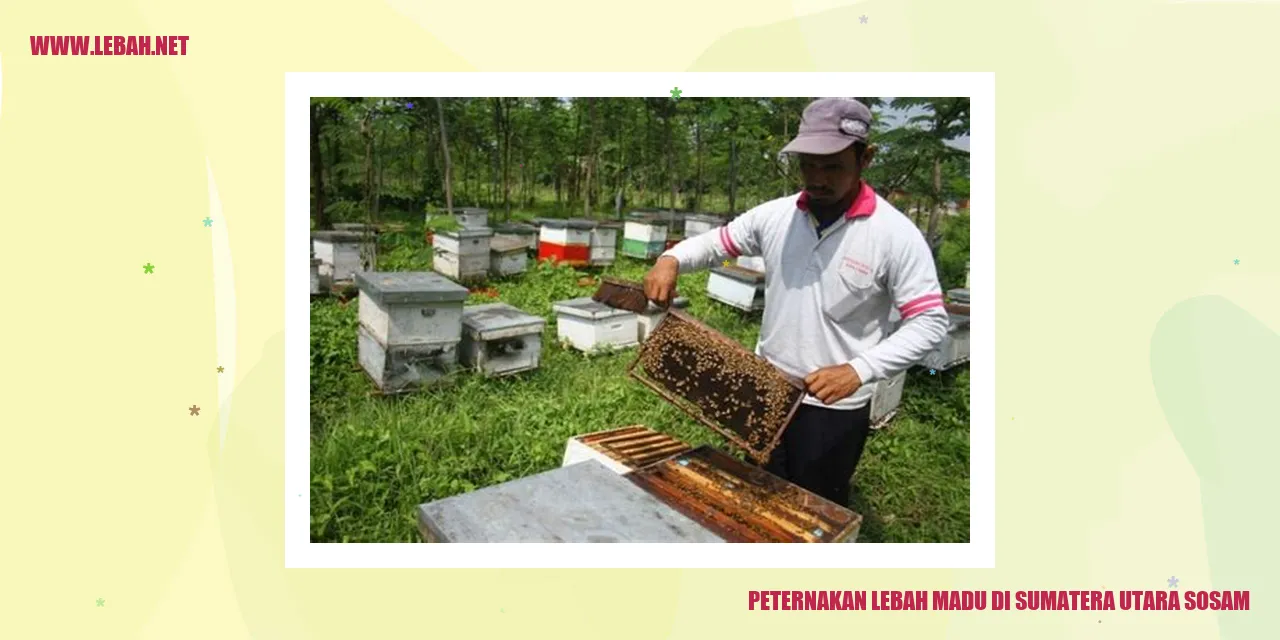 Peternakan Lebah Madu di Sumatera Utara Sosam