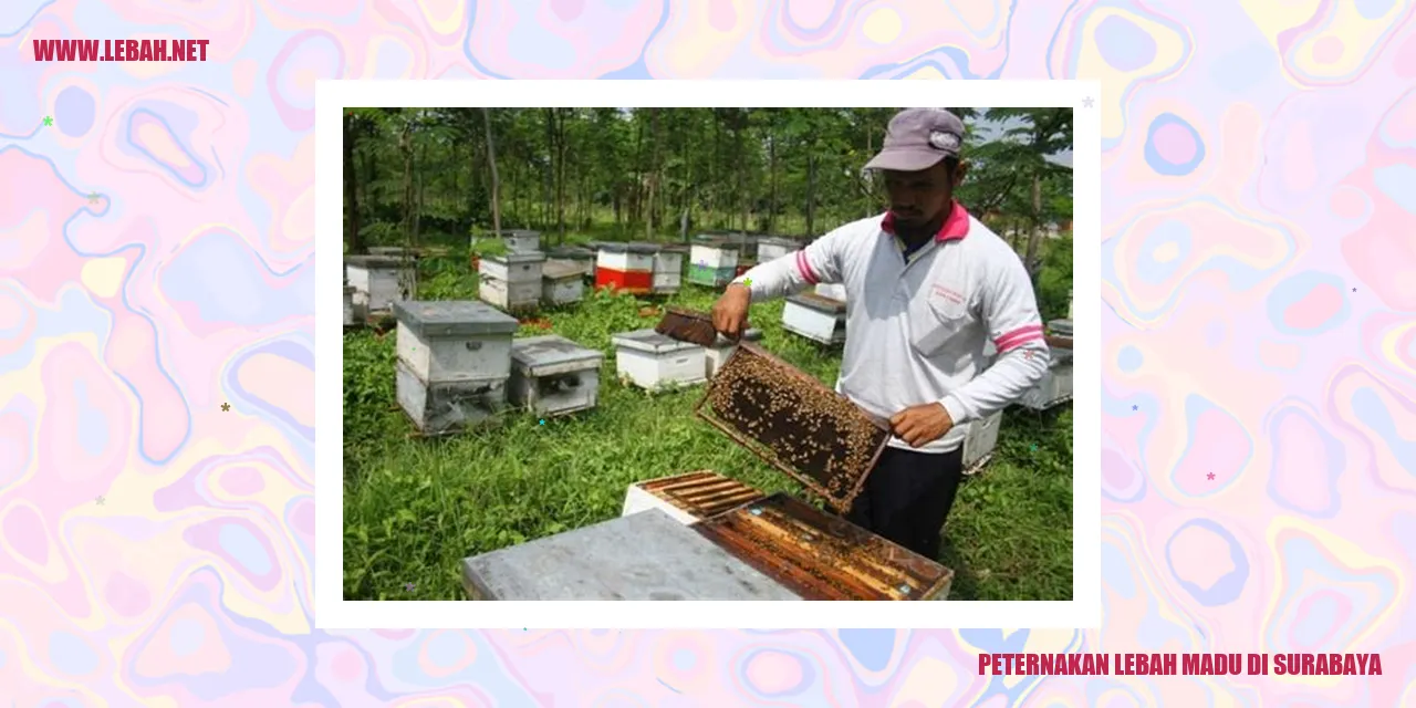 Peternakan Lebah Madu di Surabaya