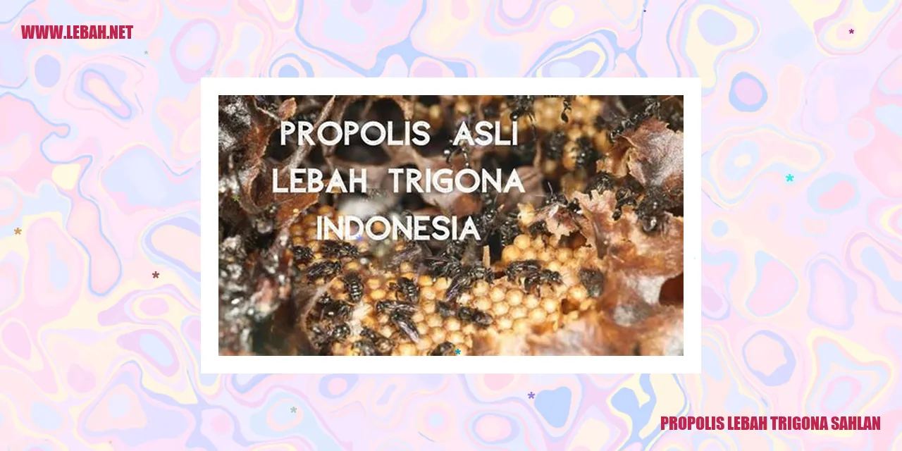 propolis lebah trigona sahlan