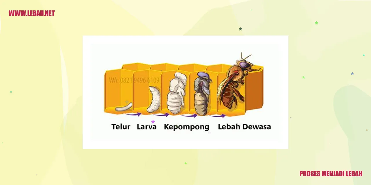 proses menjadi lebah