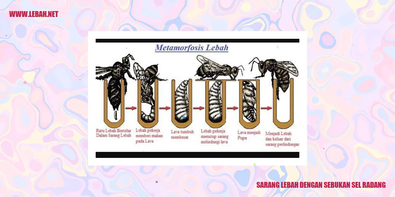 sarang lebah dengan sebukan sel radang