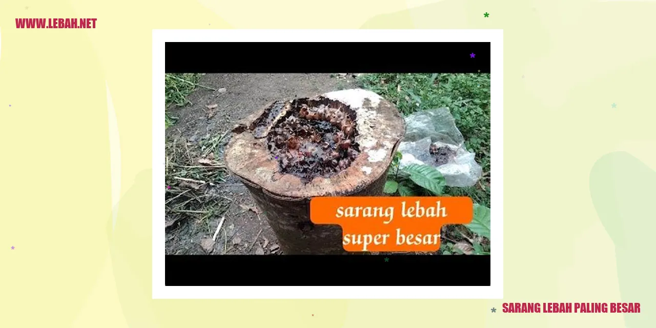 sarang lebah paling besar