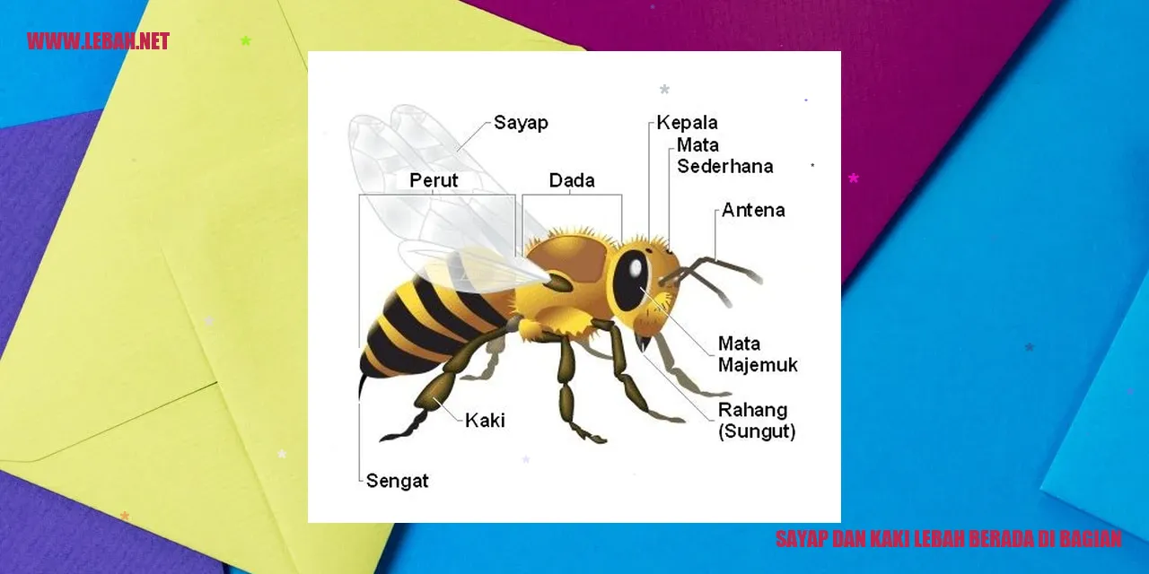 sayap dan kaki lebah berada di bagian