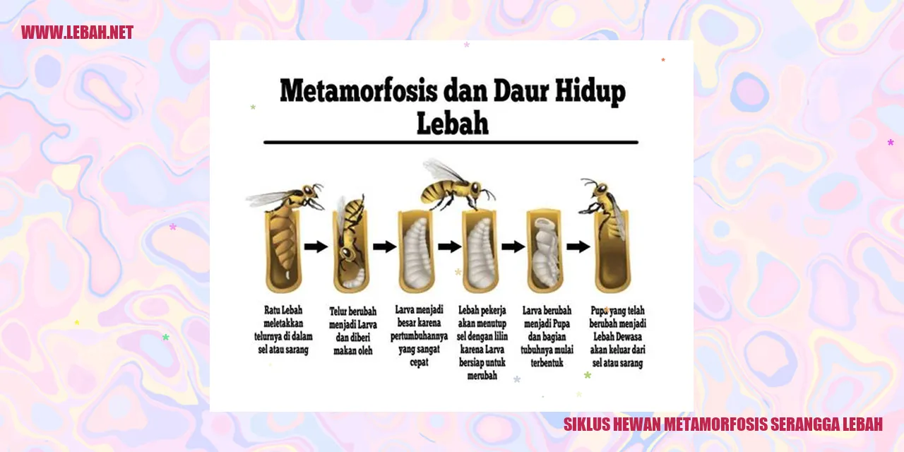 siklus hewan metamorfosis serangga lebah