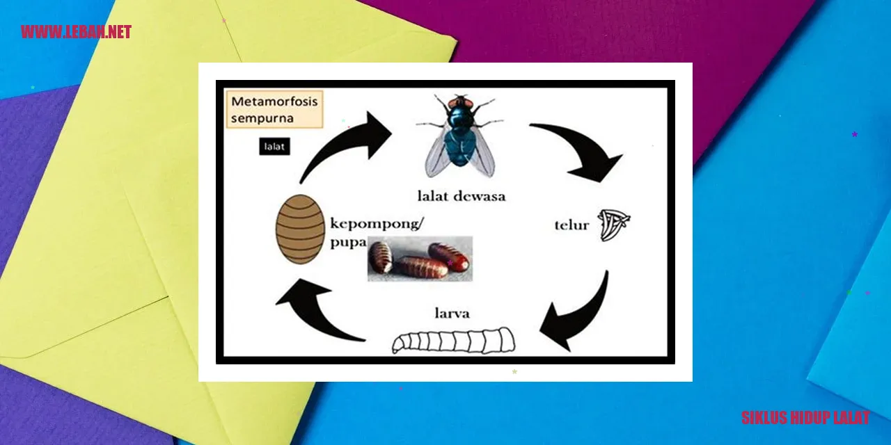 siklus hidup lalat