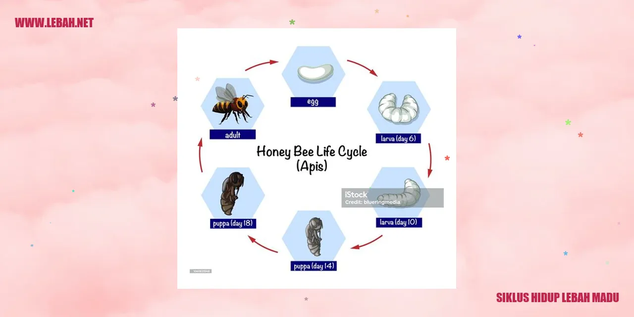 Siklus Hidup Lebah Madu