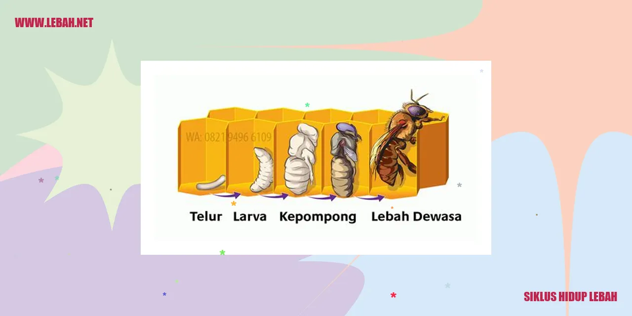 siklus hidup lebah