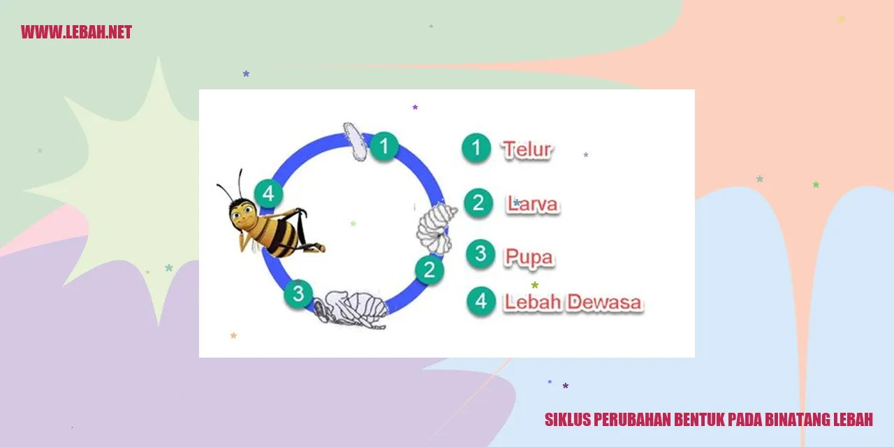 Siklus Perubahan Bentuk pada Binatang Lebah