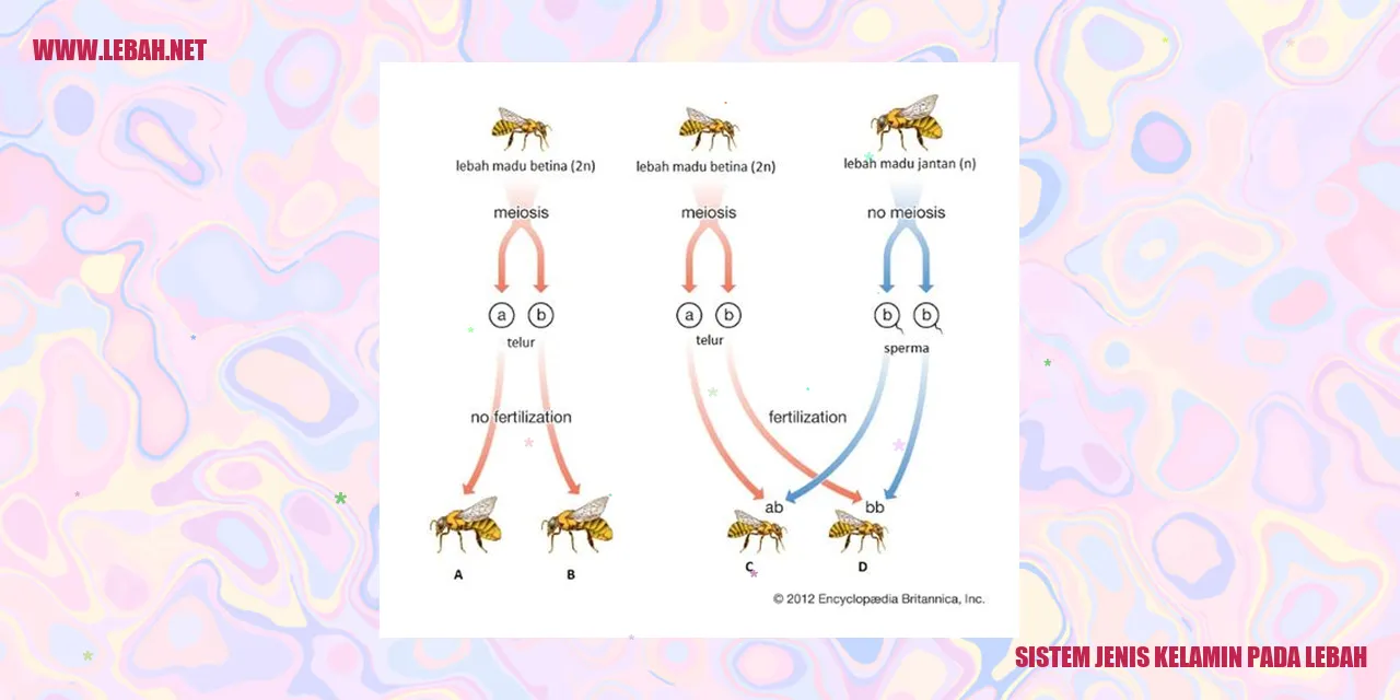 sistem jenis kelamin pada lebah