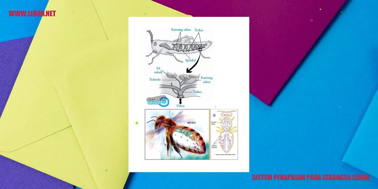 Sistem penapasan pada serangga lebah