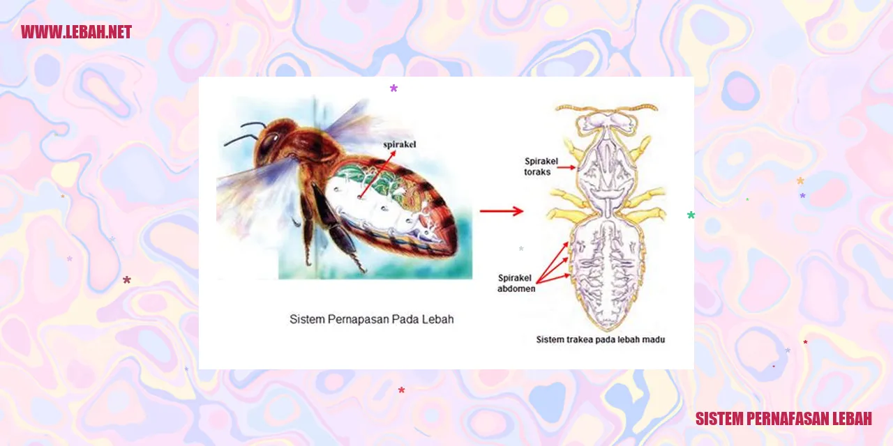 sistem pernafasan lebah