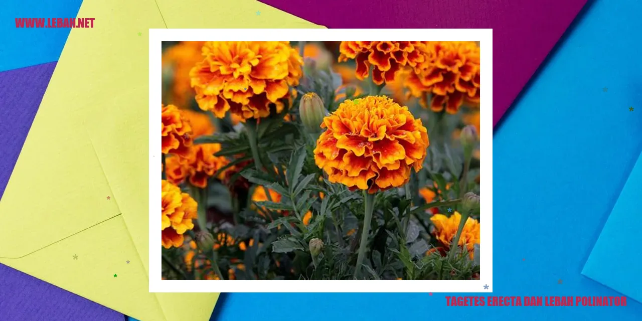 Bunga Marigold Tagetes erecta