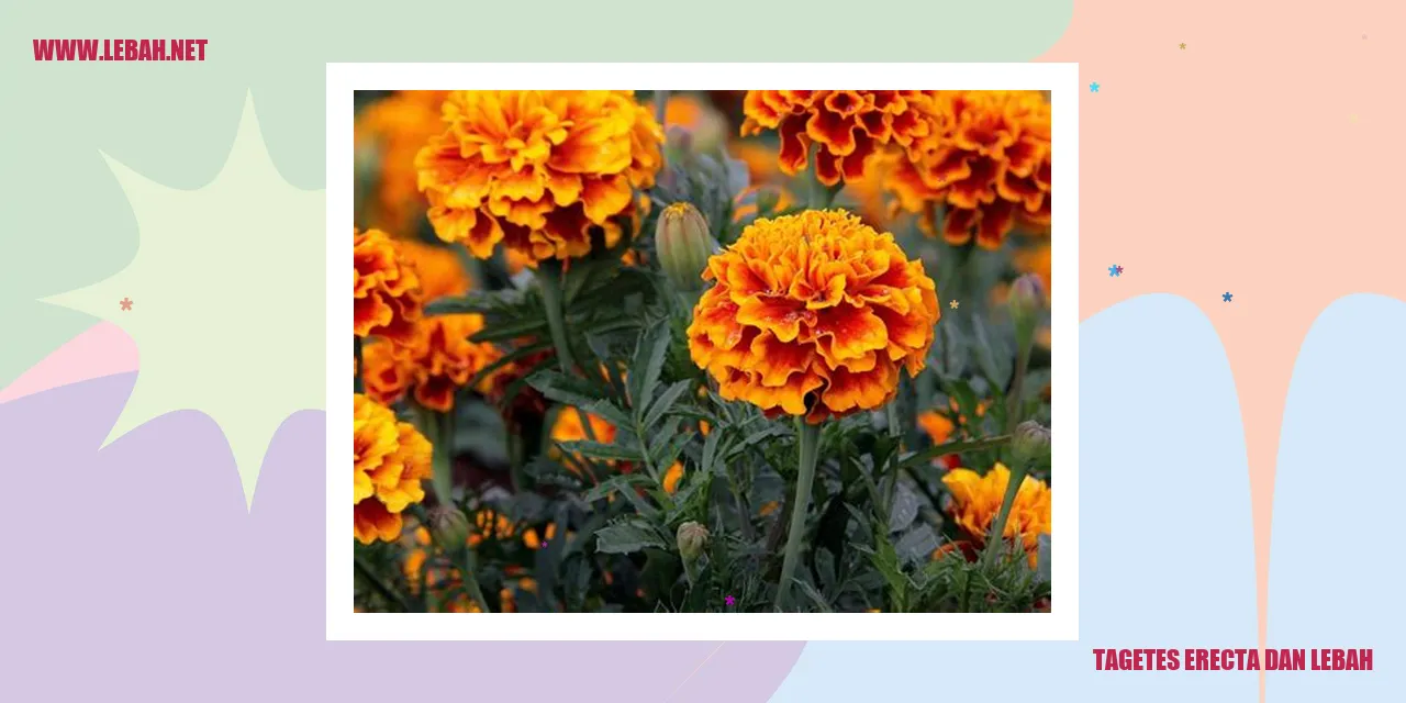 tagetes erecta dan lebah