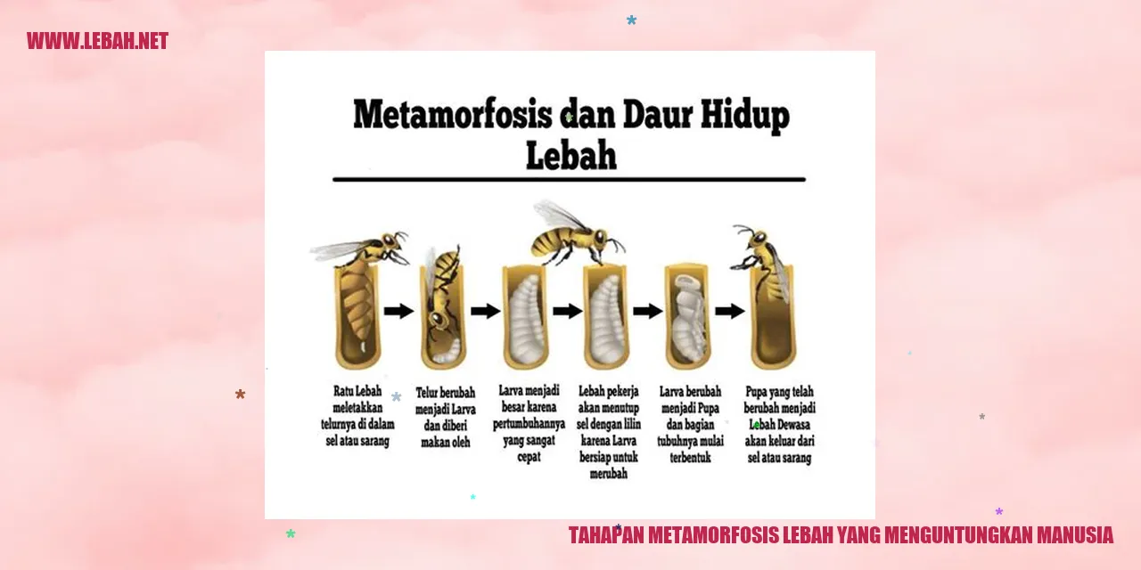 Metamorfosis Lebah