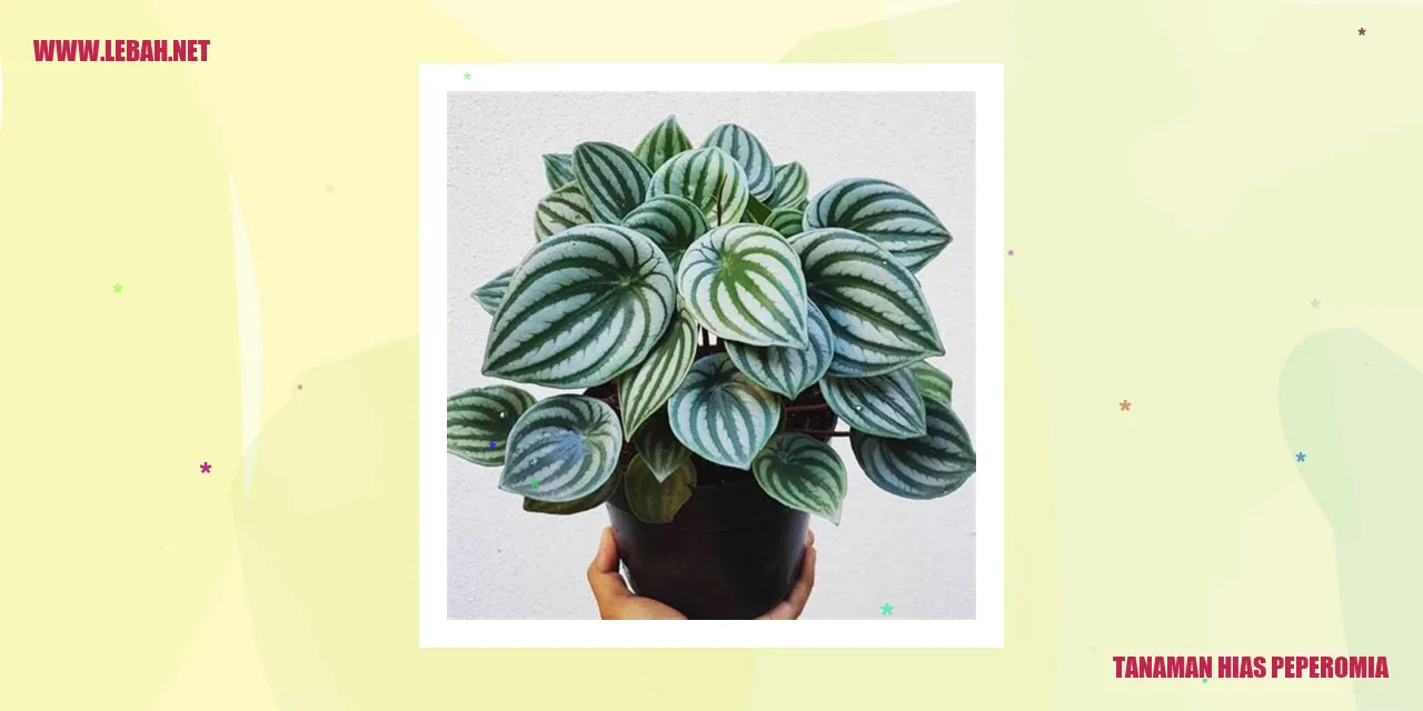 Tanaman Hias Peperomia