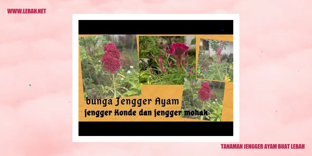 Tanaman Jengger Ayam