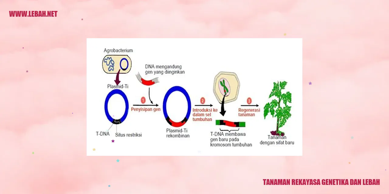 tanaman rekayasa genetika dan lebah