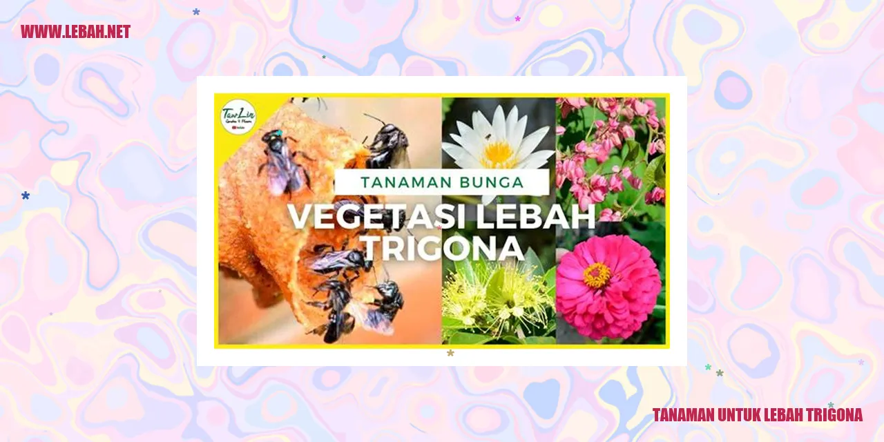 tanaman untuk lebah trigona