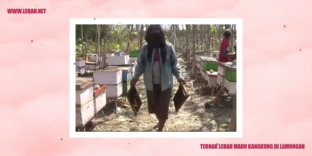 Ternak Lebah Madu Kangkung di Lamongan