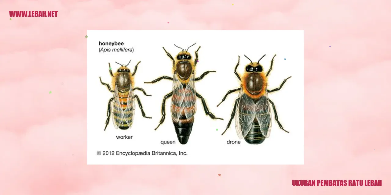 Ukuran Pembatas Ratu Lebah